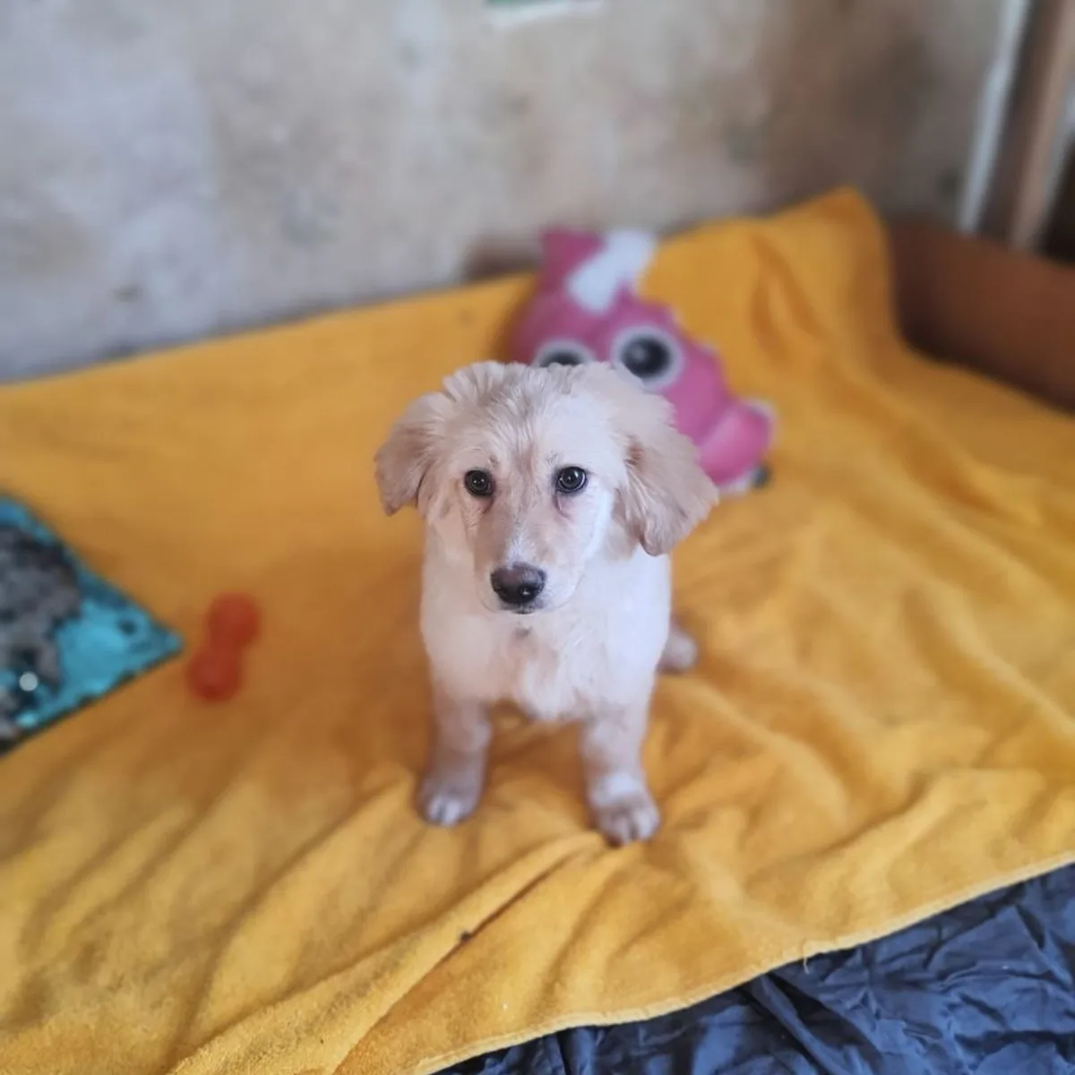 Rescued puppy